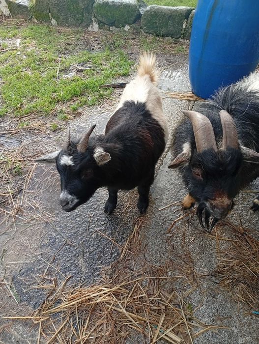 Vendo casal de cabras anas