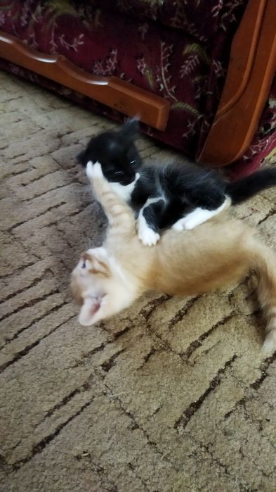 Котики шукають родину.