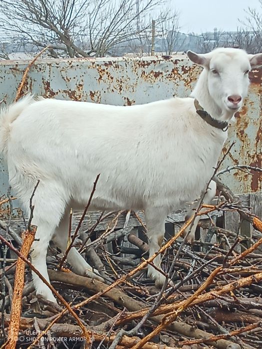 Продам две козы шикарные