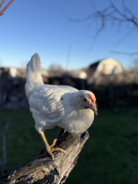 Молодка курочка ломан сенди