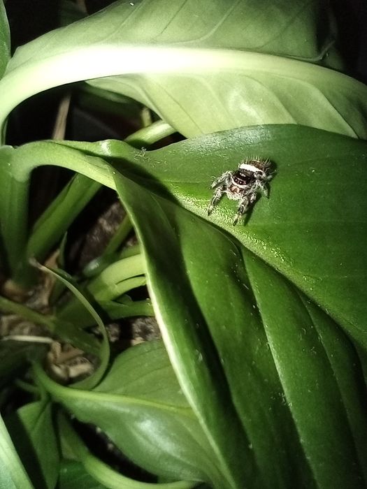 Skakun Królewski Phidippus Regius Apalachicola Samica L5