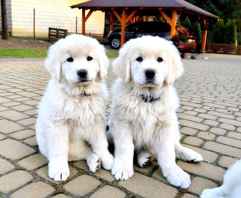 Owczarek Podhalański