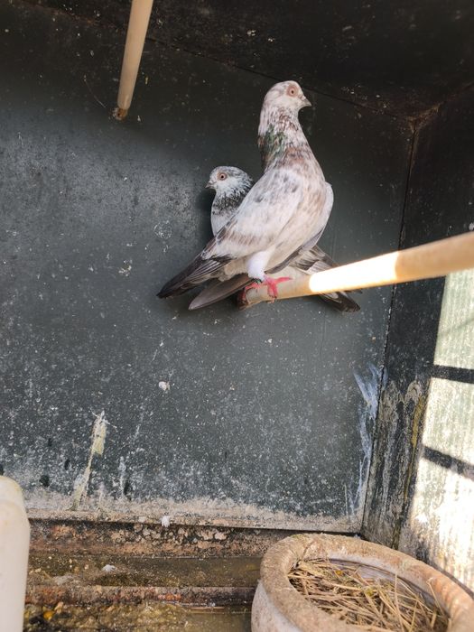 Vendo ou troco pombos de raça