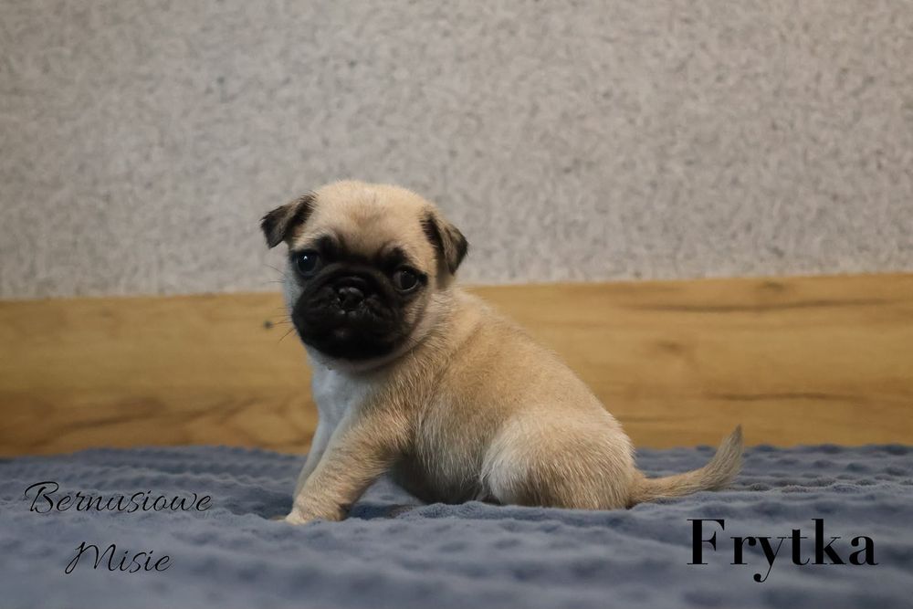 Mops beżowa sunia Frytka