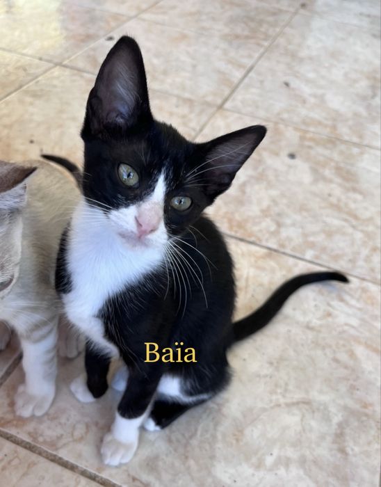 4 Gatinhos pretos e brancos disponíveis em meados de julho para adoção responsável