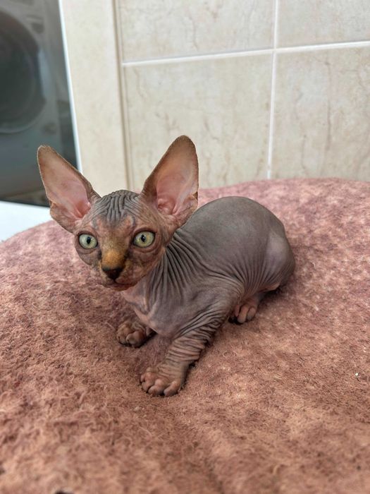Sphynx Canadian gatinha
