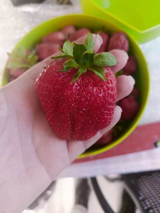 Nadwyżki z ogrodu truskawki, juka, mięta