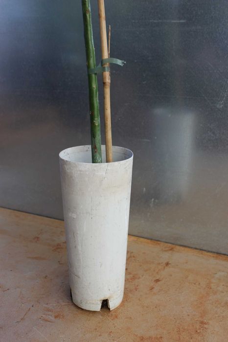 Haas Avocado Tree / Abacate Haas Arvore