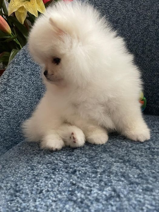 Померанский шпиц, мальчики и девочки. Белые и крем.: 10 000 грн ...