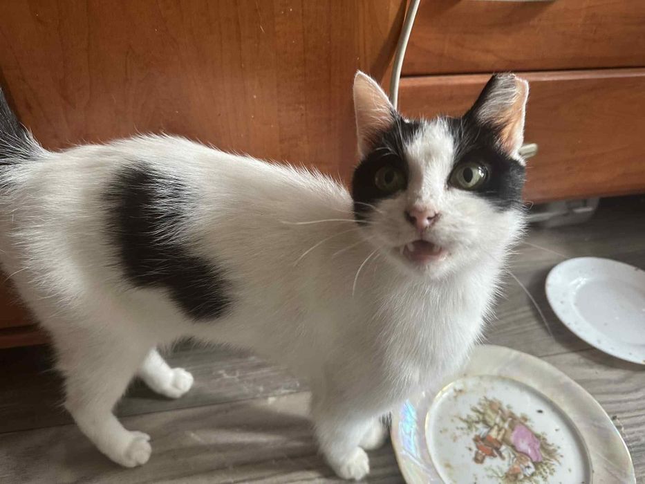 Urocza Niusia szuka domu!