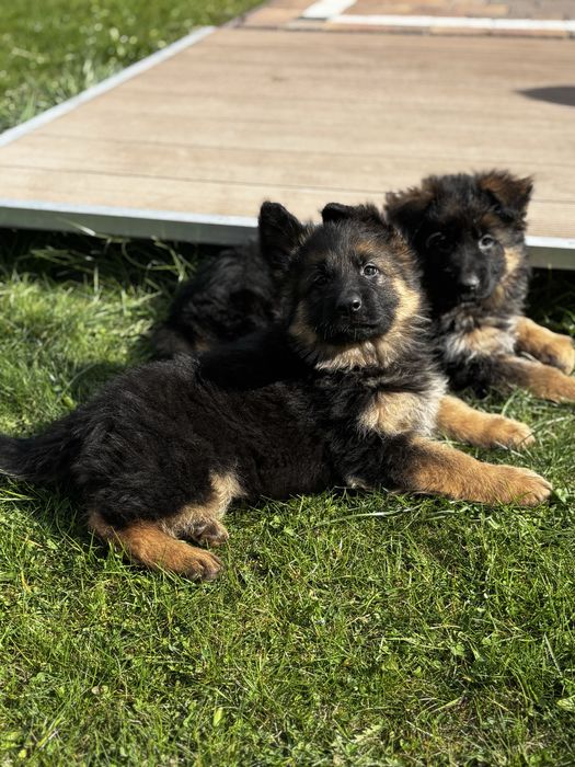 Owczarek Niemiecki Długowłosy