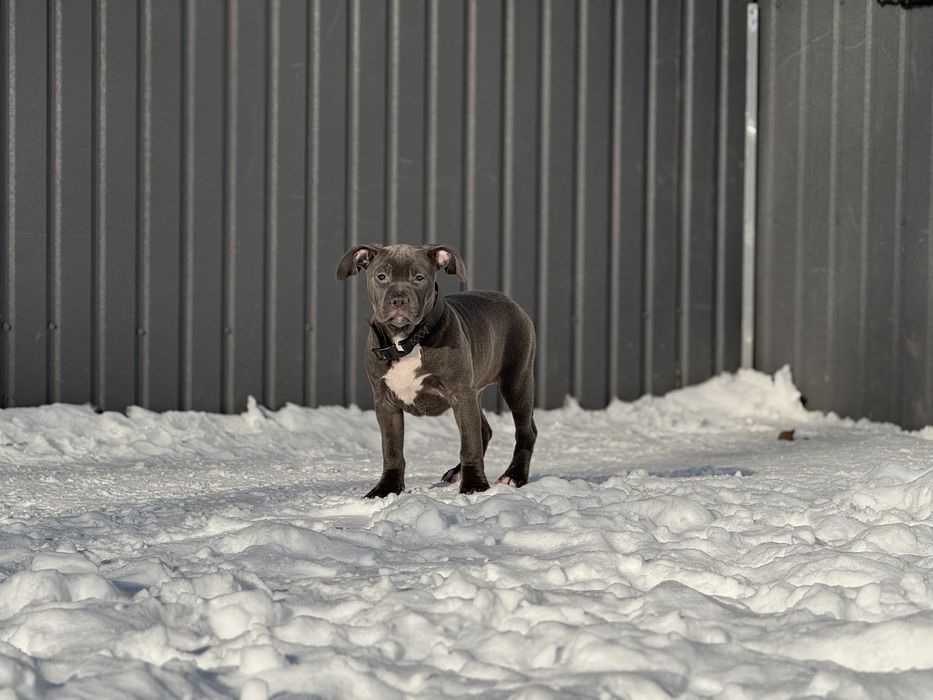 Продаються цуценята АМ Стаф