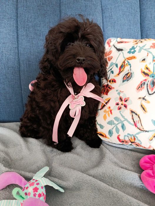 Suczka cockapoo szczenię F1BB pudel Toy miniaturka