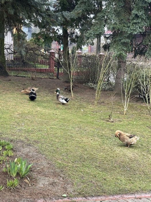 Jajka jaja kaczek staropolskich