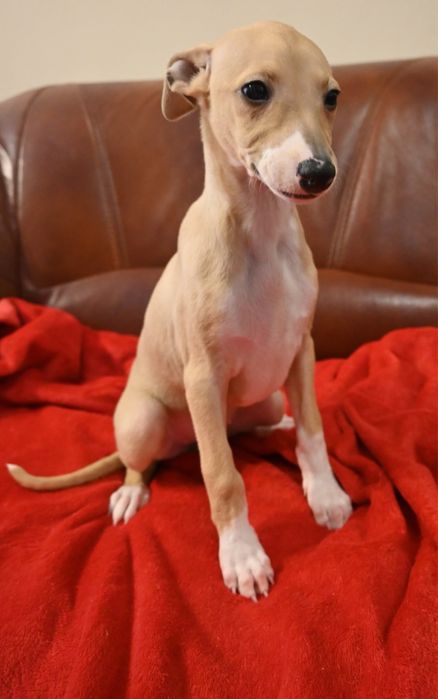 Whippet Chart Angielski-suczka
