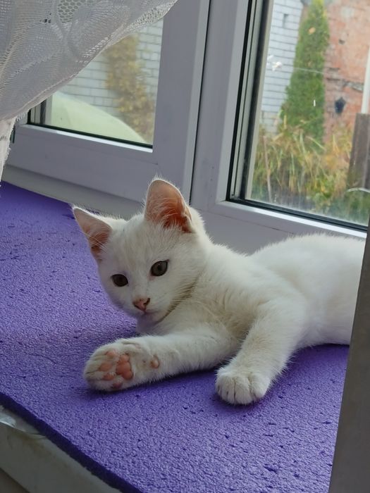 Кошеня (кіт) безкоштовно!