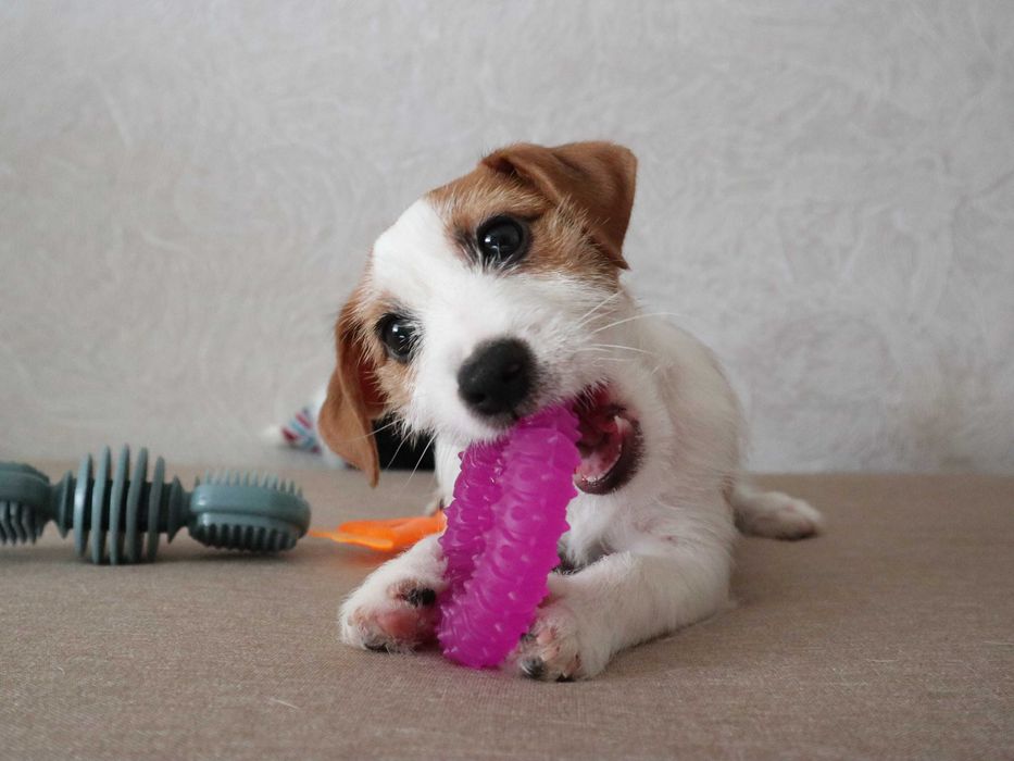 Джек Рассел тер'єр цуценя