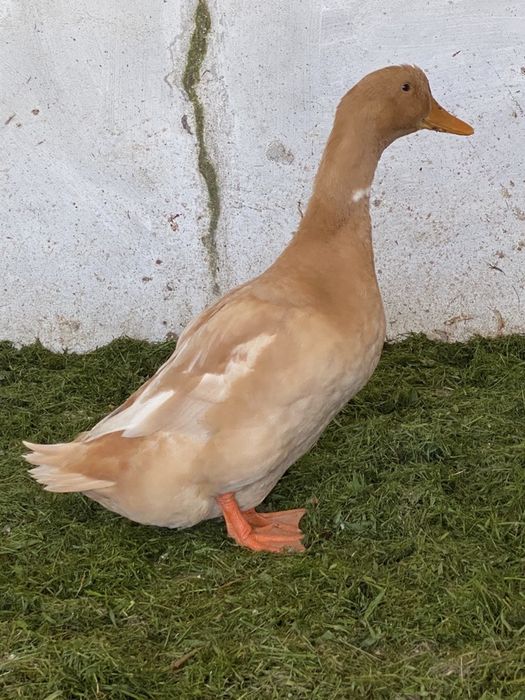 Patos / canard orpington.