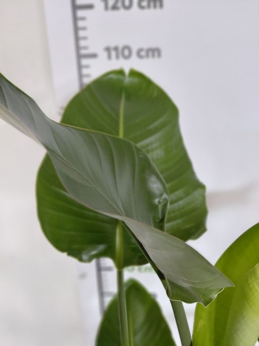 Strelitzia nicolai, Strelicja biała 100 - 120cm WYSYŁKA