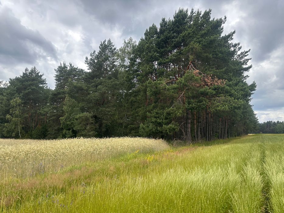 Duży teren rolny z lasem na sprzedaż – 6,62 ha – Łaś (Mazowieckie)