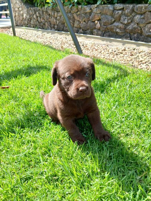 Labrador Retrevier Macho Chocolate com LOP