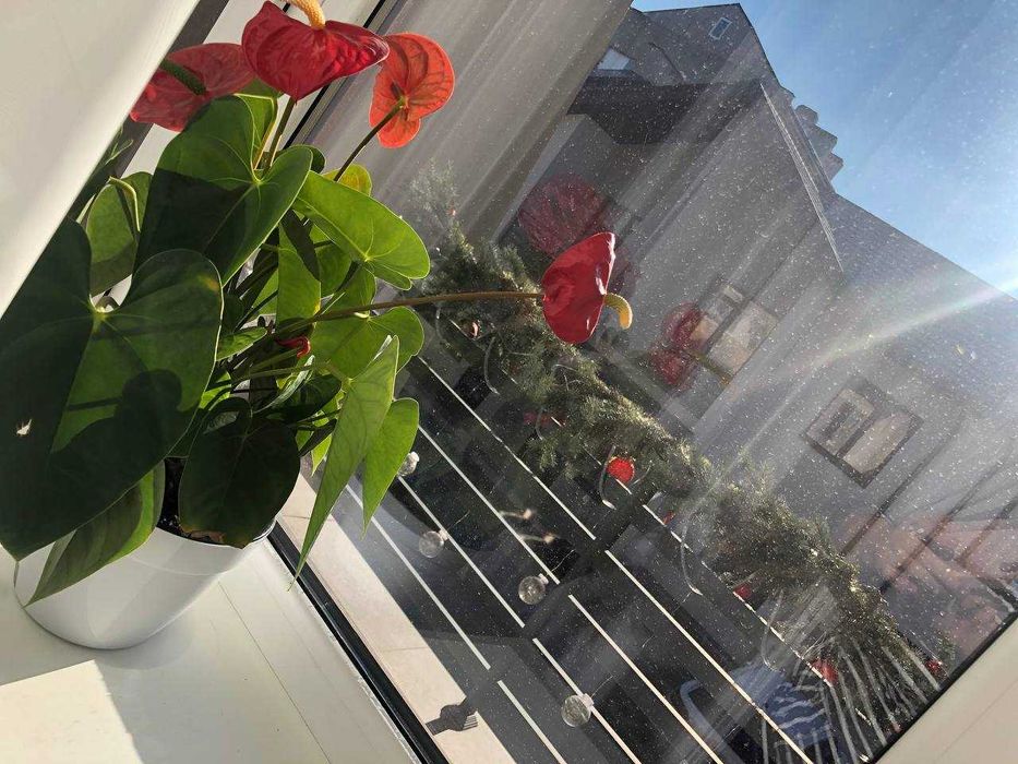 Дом по адресу Люстдорфская дор. (площадь 100 м²) - Atlanta.ua - фото 23