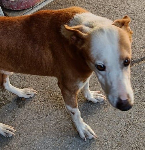 Capitão- cão podengo de porte médio para adoção