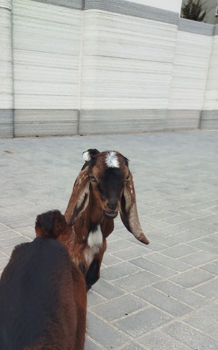 Продам козлят (мальчики)