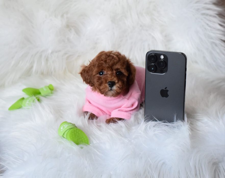 Vip Мальтипу Малишка девочки. Красоточки мальтіпу мікро, міні