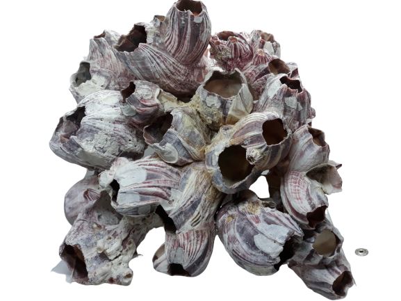 Pąkle Barnacle Muszle DO AKWARIUM roz L