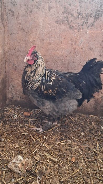 Kogutyshamo i marans sprzedam zamienie