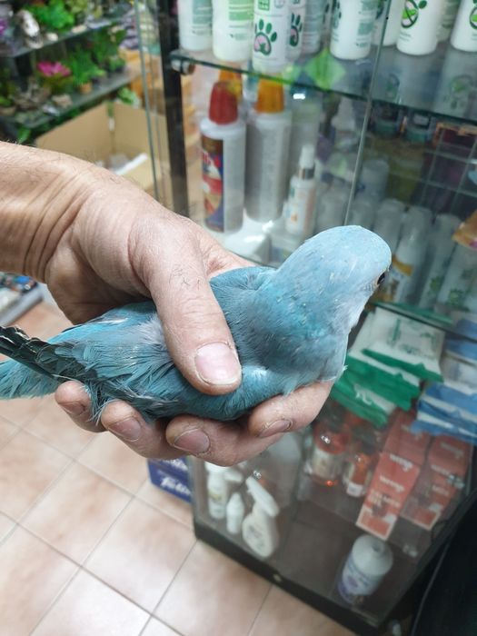 Ring neck demosticados