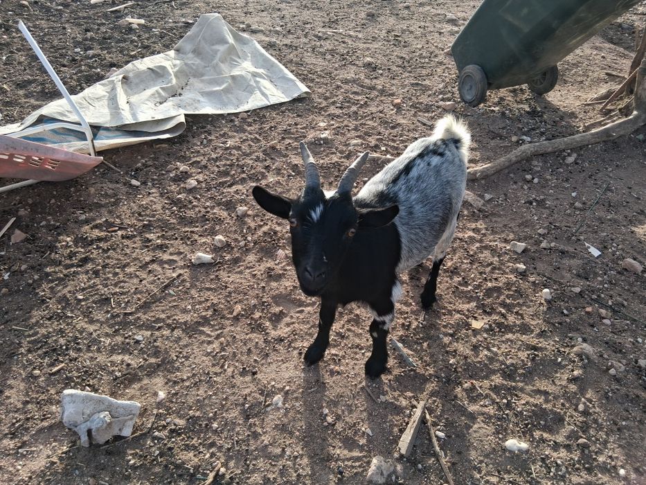 2 cabras anãs fêmeas