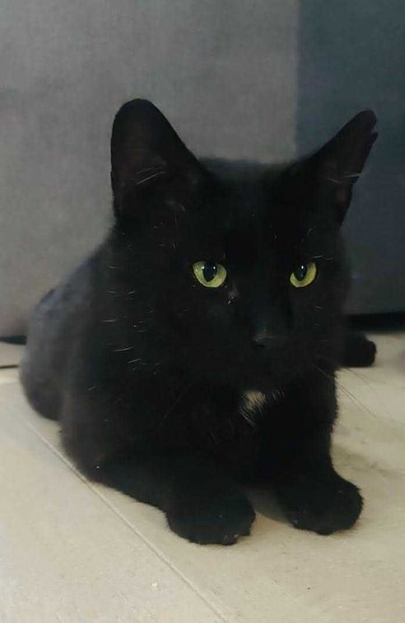 Kot Zodiak poleca się do adopcji