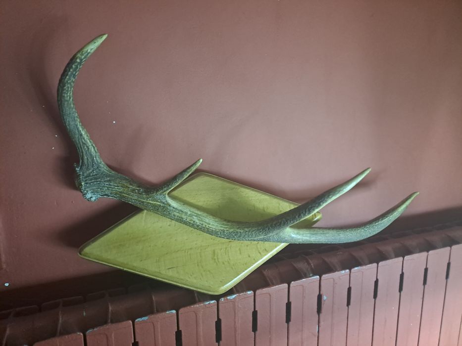 Pororoże Jelenia  na podstawie drewnianej