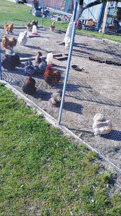 Jaja legowe silki i kohiny 5 zl