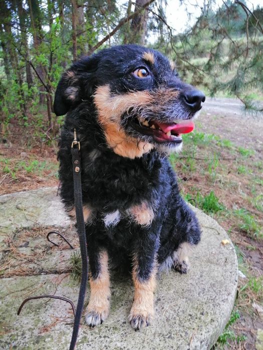 SZYSZKA młoda przyjazna łagodna suczka szuka domu