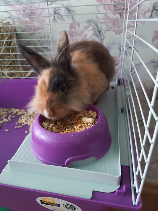 Продам клєтку для кролика