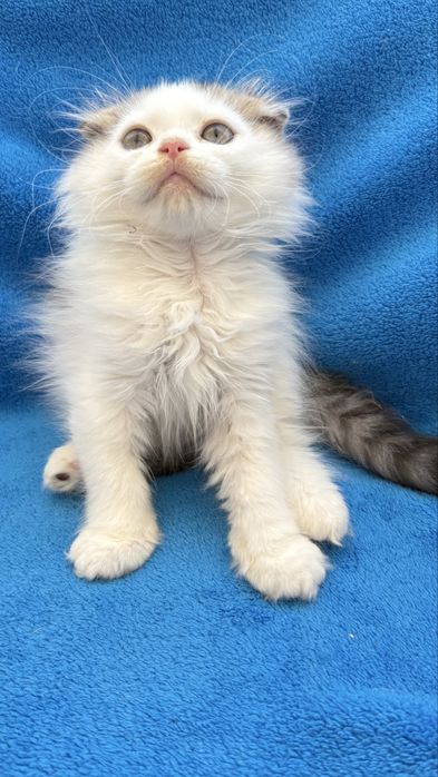 Femea scottish fold de pelo longo
