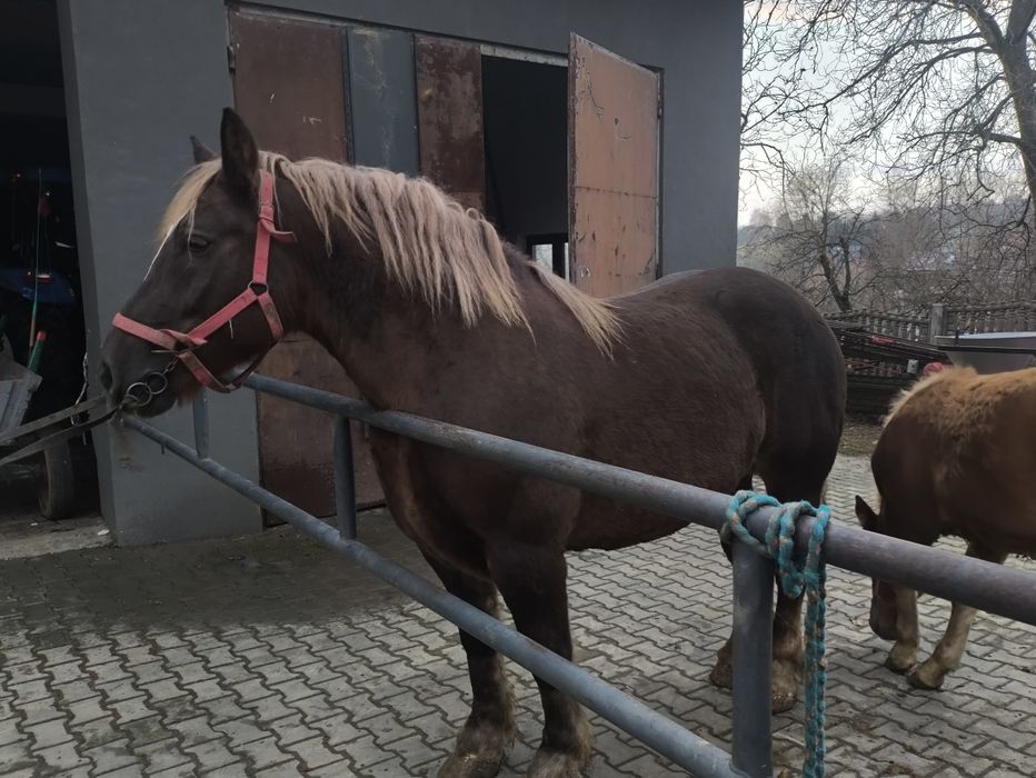 Sprzedam klacz z ogierkiem