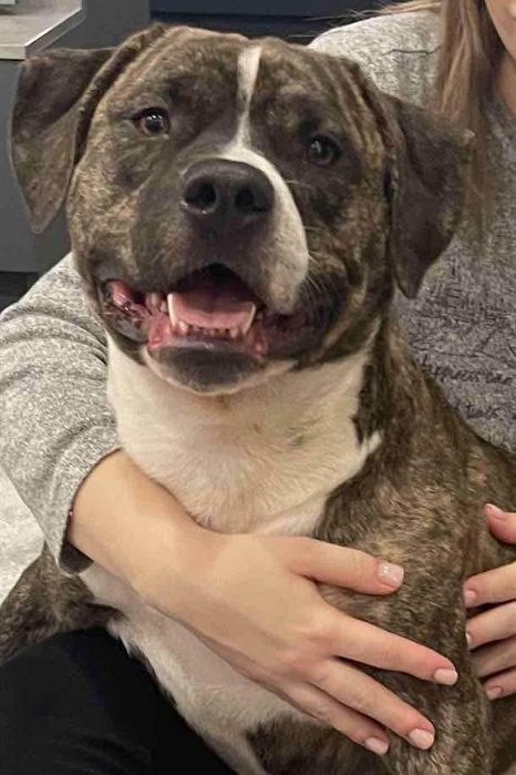 Сильний та гарний пес в надійні і відповідальні руки!