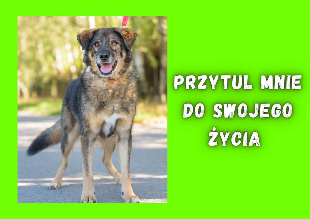 BILBO - marzy o nowym domu i rodzinie