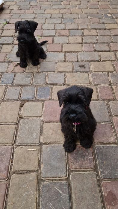 Девочки. Скидка к празднику.КСУ