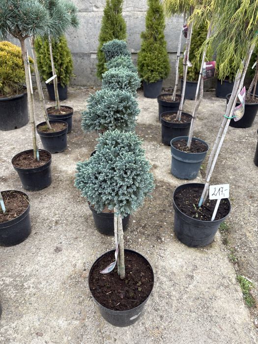Jałowiec  na pniu ( Juniperus squamata blue star)