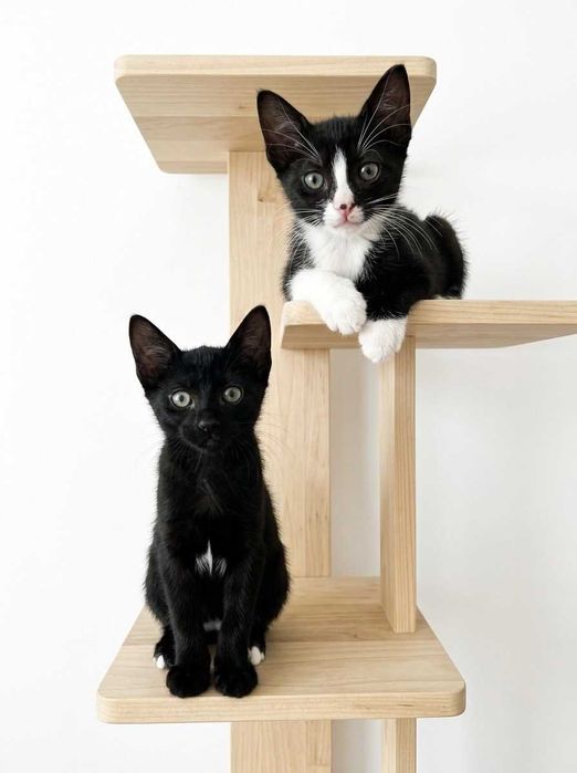 Setúbal / Margem Sul / Lisboa — DOC + BASHFUL, gatinhos para adoção conjunta