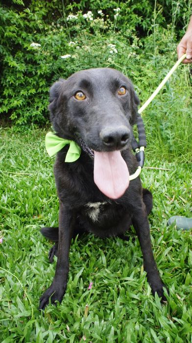 Zeus cao para adocao