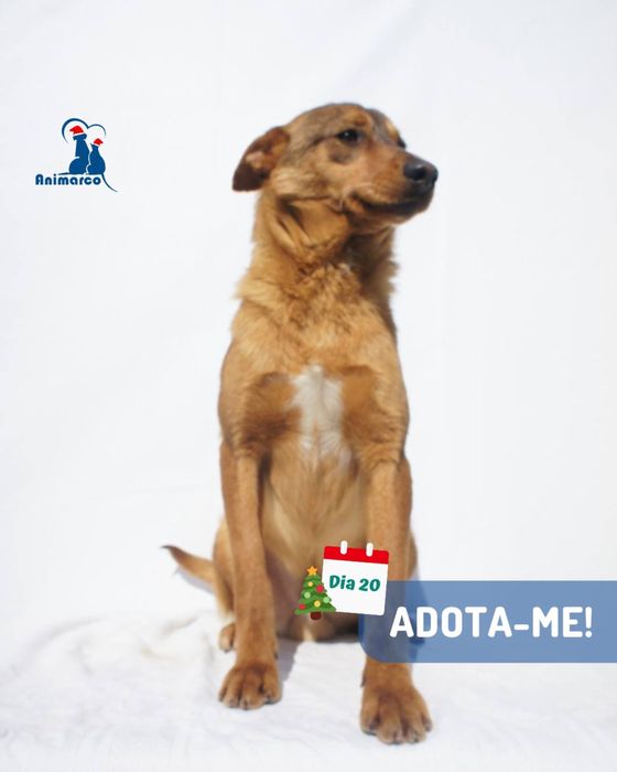 Funny - cao porte medio - para adoçao