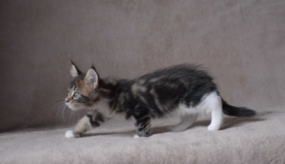 Dziewczynka MCO z rodowodem FPL