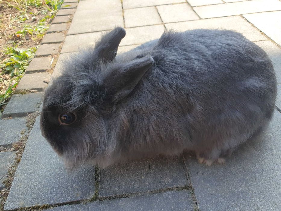 Krolik lew samiec miniaturka