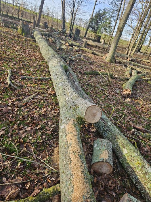 Fazemos ao preço que o cliente oferecer poda e serviços de jardinagem